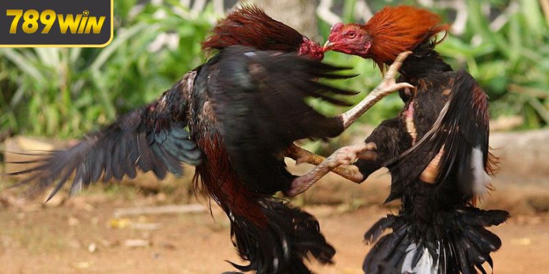 Đa dạng thể loại đá gà trực tiếp C1
